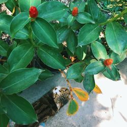 High angle view of cat on plant