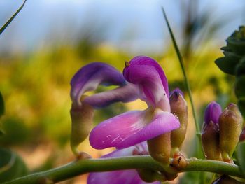 Close-up of purple flowers blooming outdoors