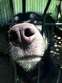 Close-up of dog outdoors