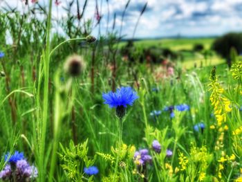 Close-up of purple flowering plants on field