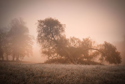 Trees on field against sky during foggy weather