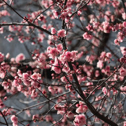 Low angle view of cherry blossom