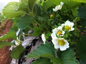 Close-up of flowers