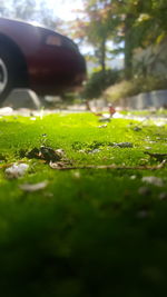 Close-up of grass against trees
