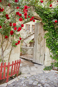 Red roses in front of building