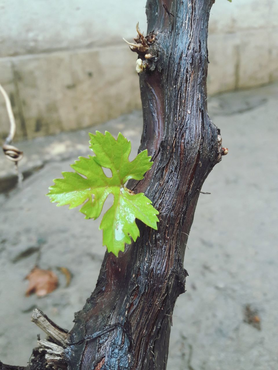 tree trunk, tree, growth, nature, no people, day, close-up, bark, focus on foreground, outdoors, green color, plant, beauty in nature