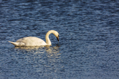 Side view of swans swimming in lake