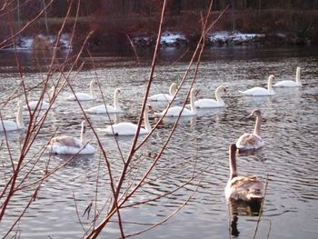 Swan floating on lake