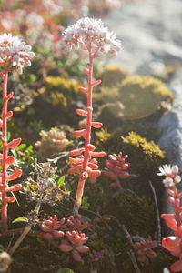 Close-up of red flowering plant