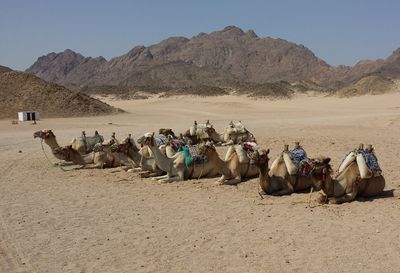 Panoramic view of people on desert against clear sky