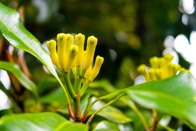 Close-up of yellow flowering plant