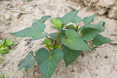 High angle view of leaves on field