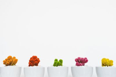 Close-up of flowering plants against white background