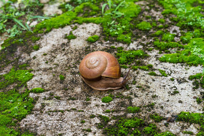 High angle view of snail on rock