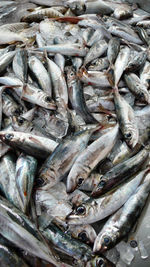 Close-up of fish in market