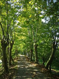 Empty footpath amidst trees in forest