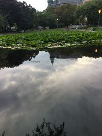 Reflection of trees in water