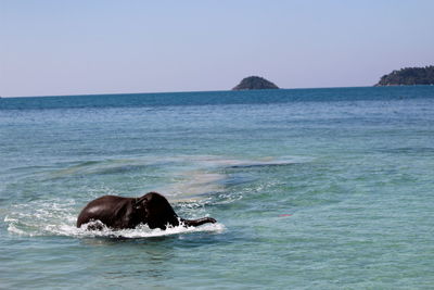 Scenic view of sea against clear sky and elephant swimming