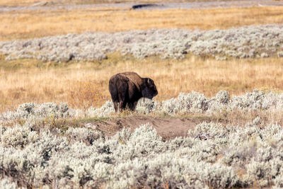 Bison on the fields of lamar valley in yellowstone national park