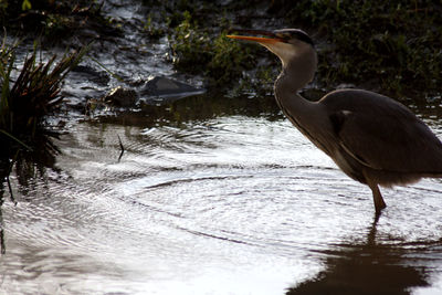 Side view of a bird in water