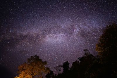 Low angle view of trees against sky at night with milky way