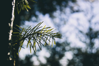 Green needles seen from close up with the sunbeam in the background