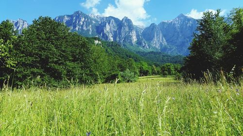 Scenic view of green landscape and mountains against sky