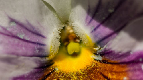 Full frame shot of purple flower