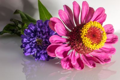 Close-up of purple flowers