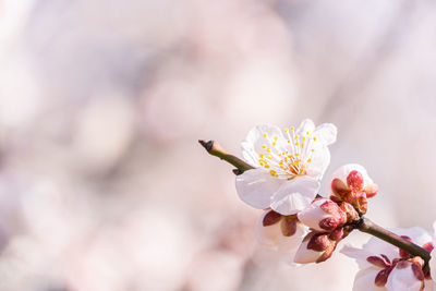 Plum blossoms in early spring in japan