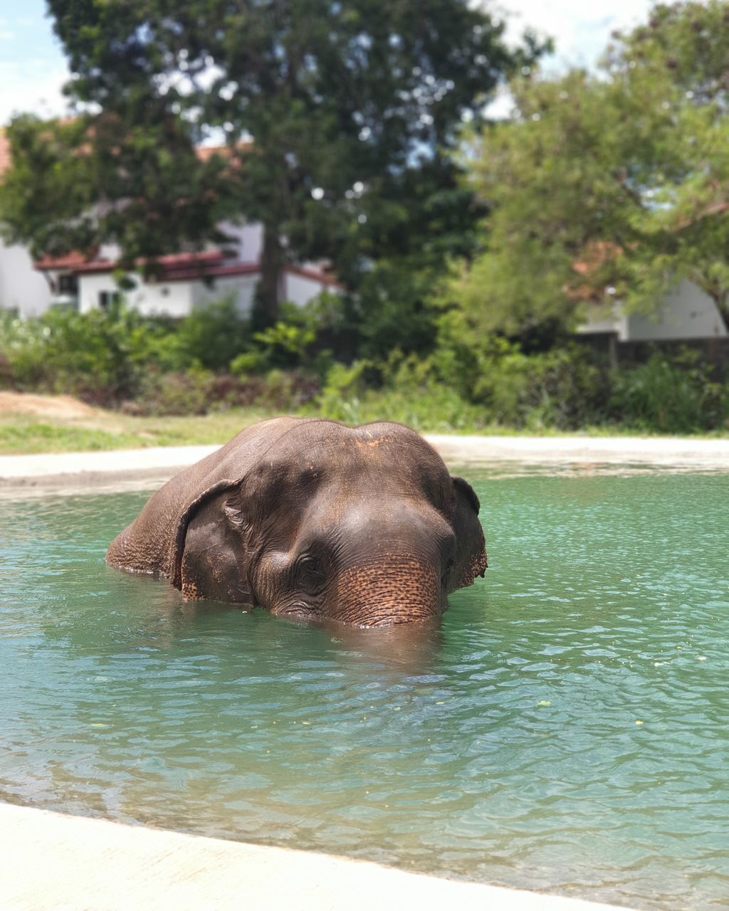 ELEPHANT IN A LAKE
