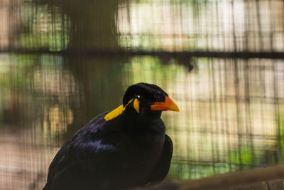 Close-up of a bird in cage