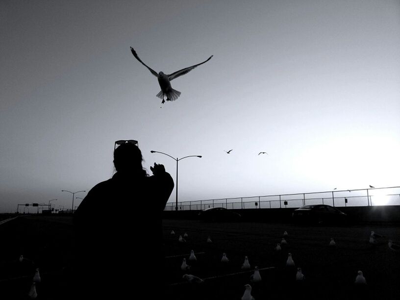 silhouette, bird, flying, animals in the wild, animal themes, wildlife, clear sky, copy space, mid-air, sky, men, low angle view, spread wings, sunset, airplane, lifestyles, togetherness, flock of birds