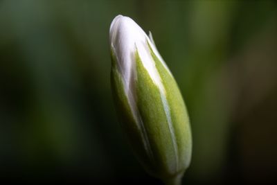 Close-up of flower bud