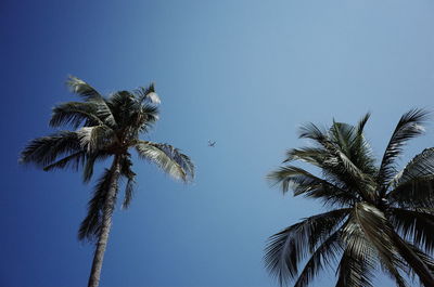 Low angle view of palm trees against clear blue sky