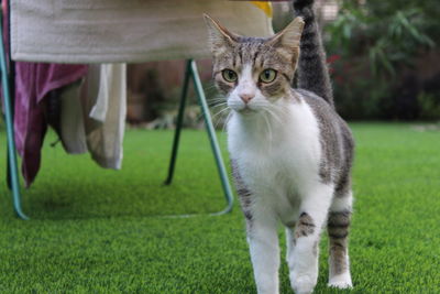Portrait of cat standing on grass