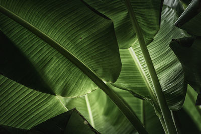 Close-up of green leaves on plant