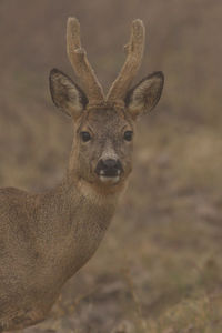 Close-up portrait of deer