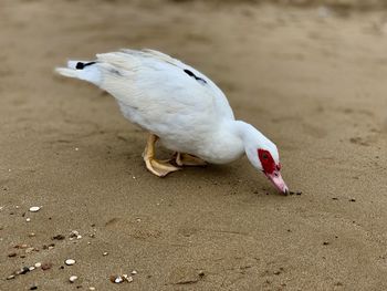 Close-up of seagull on sand