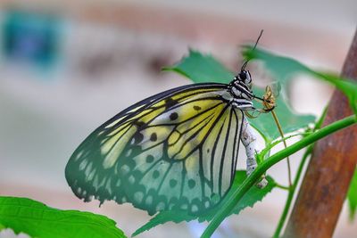 Close-up of butterfly perching on leaf