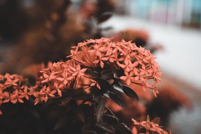 Close-up of red flowering plant