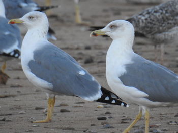 Seagulls perching on a land