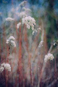 Close-up of white flowers