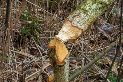 High angle view of mushroom growing on field