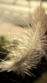 Close-up of plant against blurred background