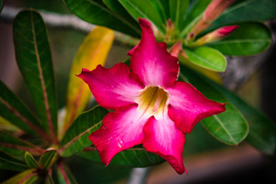 Close-up of pink flowering plant