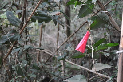 Close-up of fresh red flowers