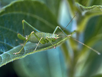 Close-up of insect on leaf