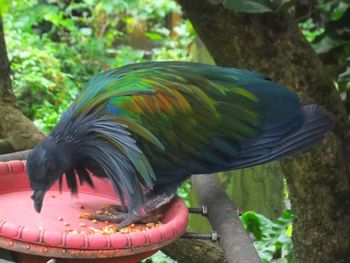 Close-up of parrot perching on a tree