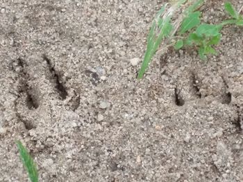 Plant growing on ground